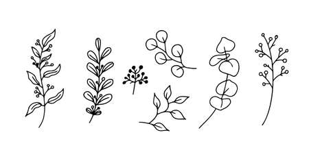 Eucalyptus doodle branch.Set of plants and tree branches with leaves and berries. Hand drawn botanical illustration. Black and white doodle vector image.のイラスト素材