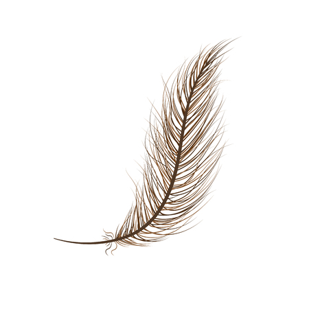 feather bird brown on a white background.のイラスト素材