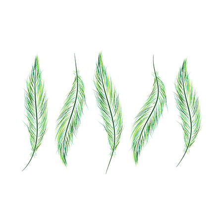 set of feathers are hand-drawn on a white background.のイラスト素材