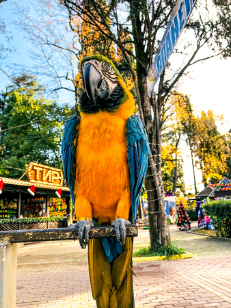 Ara ararauna. Blue-yellow macaw parrot portrait. Ara macaw parrot