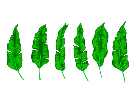 Set of banana palm leaves. Decorative tropical foliage,のイラスト素材