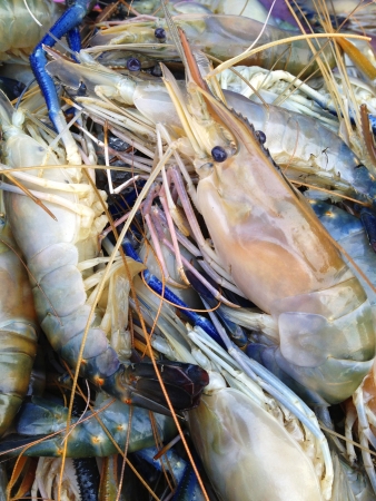 big shrimp from thailand bayの写真素材