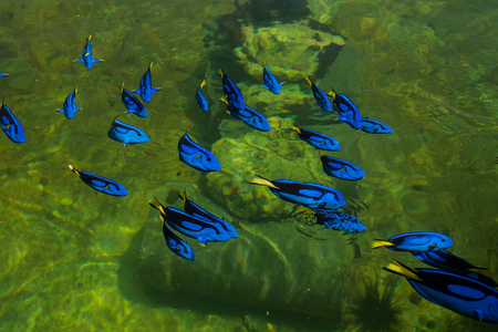 Regal Pacific blue Tang in a farm, thailandの写真素材