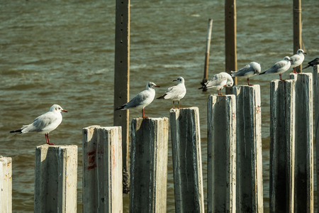 seagull stand on a pillarの写真素材