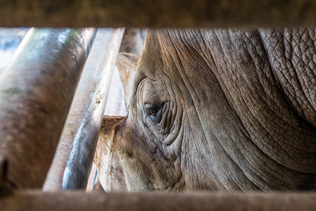 Close-up portrait of rhinoceros in thailandの写真素材