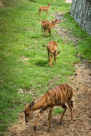 Closeup Head Sika deer Femaleの写真素材