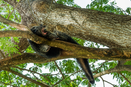 bearcat sleeping on a tree in springdayの写真素材