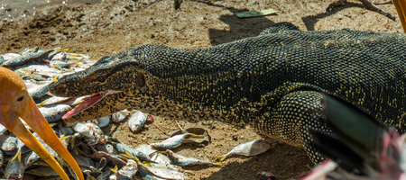 feeding water monitor in a zoo of thailandの写真素材