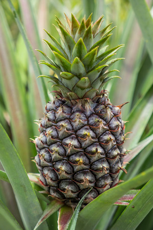 a pine apple in field from thailand