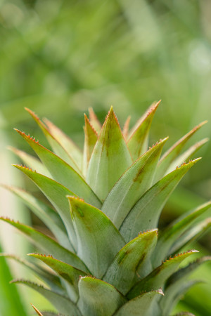 a pine apple in field from thailand