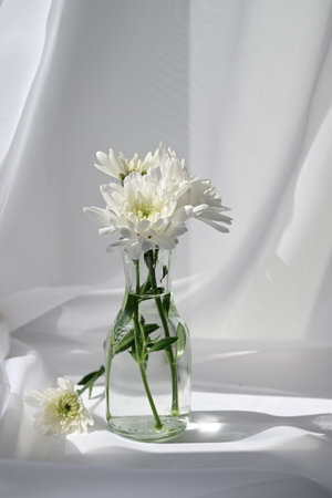 chrysanthem, plant on the windowsill, plant in the office, on the windowsill, seedlings, shop for agriculture, potted plant, flower close-up, flower on the window, plants on the wiの写真素材