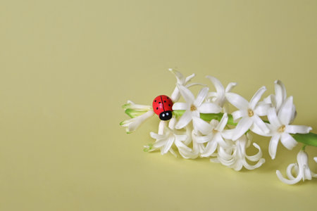 Beautiful hyacinth flowers and Easter eggs on yellow background