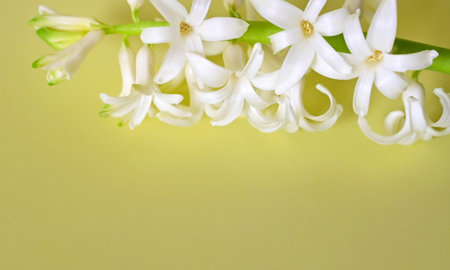 Beautiful hyacinth flowers and Easter eggs on yellow backgroundの写真素材