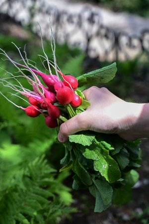 Fresh red radishes in a white colander. Farm organic vegetables. gray background. top view