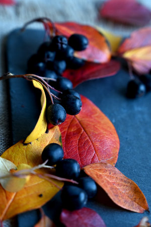 Autumn leaf on wood black background orange lush on old grunge wood deck,tablet for text,の写真素材