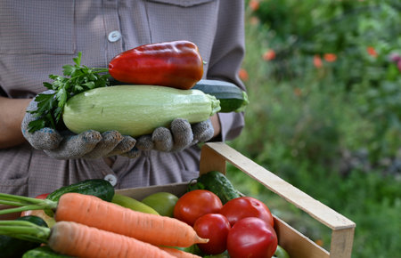 A female farmer holds a wooden box full of fresh raw vegetables. Basket with vegetables (carrots, cucumbers, peppers, apples, squash, parsley) in your hands.の写真素材