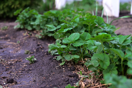 Row of young strawberry bushes with green leaves on bed. Seasonal works in countryside garden....