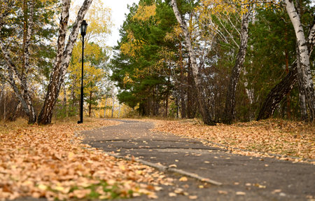 the road to the autumn forest, autumn leaves close-up
