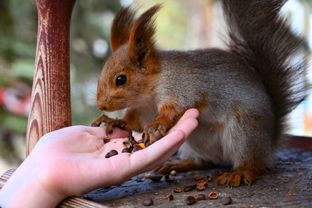 a girl with a hand feeds a squirrel nuts in the parkの写真素材