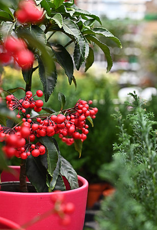 Ardisia flower with red berries in a red potの写真素材