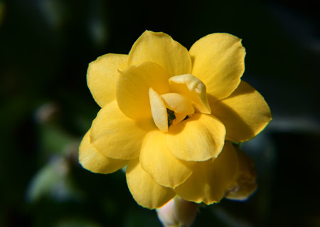 Close-up photo of a beautiful Kalanchoe flower on a black backgroundの写真素材
