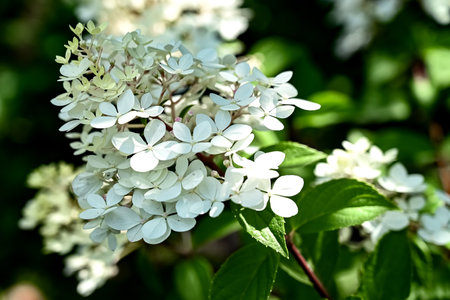 Hydrangea pink flower closeup. Beautiful Hortensia blooming in summer garden. Beauty pink and white colour Hydrangea flower close up. Nature floral backdrop. Easter, Birthday, Nature concept.の写真素材