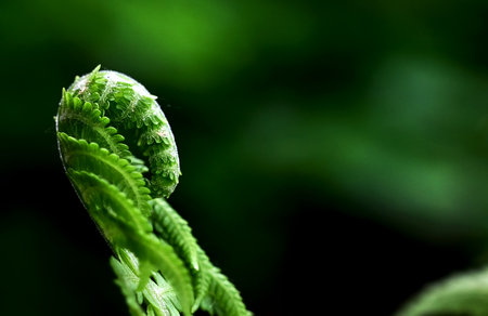young fern leaf. nature background