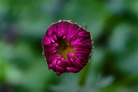 chamomile bud close-upの写真素材