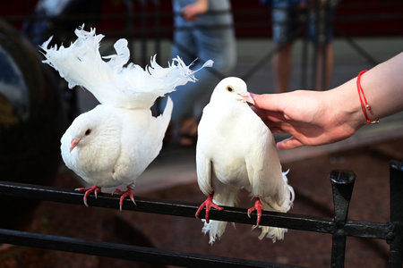 white pigeon on wall old stone. white dove. The symbol of freedom.の写真素材