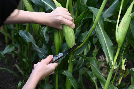 Close-up of green husked ear of corn in field