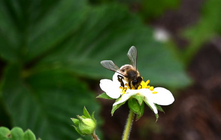 bee on a flower close-up
