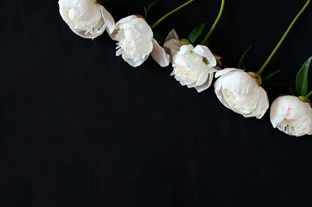 Fresh white peonies on a black, dark background. A condolence card. wedding date. An invitation to a holiday. Congratulation. An empty space for text. view from above. He was lying flat.の写真素材