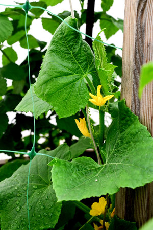 cucumbers in the garden growing in the gardenの写真素材