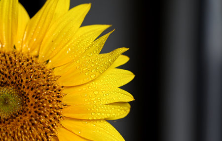 background made of beautiful yellow sunflowersの写真素材