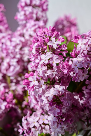 The postcard is beautiful. A mug of tea, an old book and a bouquet of purple lilac. A beautiful still life. springtime. The concept of good morning.の写真素材