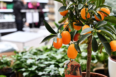 citrus dwarf trees mandarin and kumquat in garden center on shelves.の写真素材