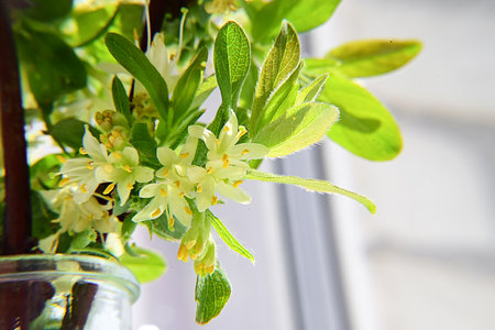 Sunny yelloSunny yellow green flowers, macro photography of a garden shrub in bloom