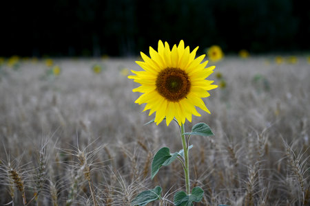 Sunflower flower close-up on the field. Spring-summer concept.の写真素材
