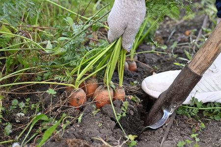 Basket with fresh carrots. Harvesting.