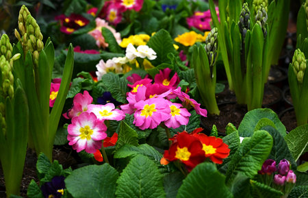 Panoramic Multicolor Primrose Primula Vulgaris blossom. Many Country Primula Flowers, top view banner. Vivid flowerscape, flat lay. Live wall of Primula Primrose Multicolored flowersの写真素材
