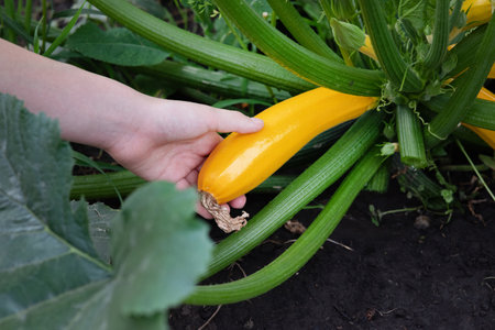 A close-up of a farmer holding zucchini,organic vegetables in a wicker basket with a shirt. Assembly of modern agricultural products. growing organic vegetables. Stop using insecticides and chemicals.の写真素材