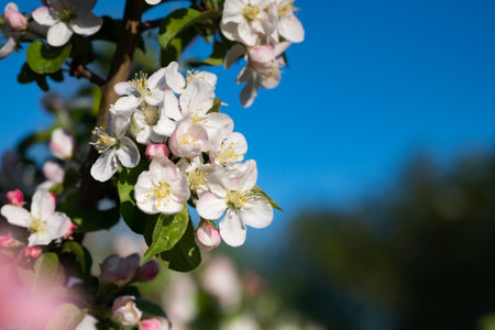 Blooming apple tree branches white flowers green leaves blue sky background close up, beautiful...