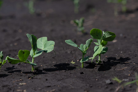 The pea shoots in rows on garden beds in the vegetable field. Cultivation of vegetables....
