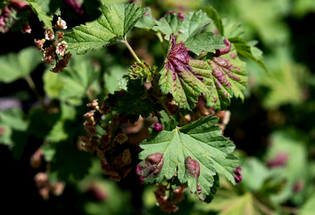 Leaf of red currant bush infected with pests - gallic aphid (Capitophorus ribis, Aphidoidea). Aphids absorb the sap of the plant, the leaves deform, reddish-brown spots form on the leaves. Plant pestsの写真素材