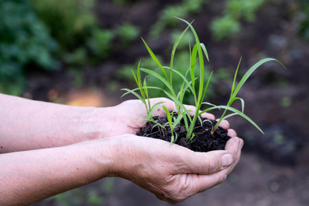 Male hands touching soil on the field. Expert hand of farmer checking soil health before growth a...