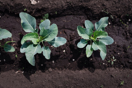 Cabbage sprout growing in soil. Young sprout of green cabbage, Selective Focus, macro shot, view from above. Growing cabbage, planting, seedling in vegetable gardenの写真素材