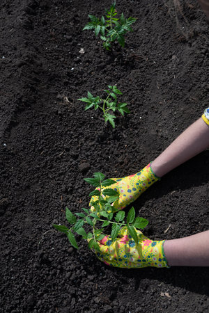 Farmer holding tomato plant in greenhouse, homegrown organic vegetables.の写真素材