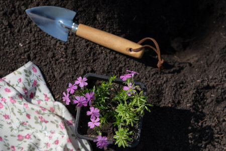 Cropped shot of woman in black gardening gloves holding Petunia flowers by roots to transplant it into ground in her garden on sunny summer day while working outdoorsの写真素材