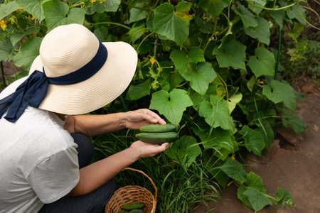 Smiling woman harvesting cucumbers at greenhouseの写真素材