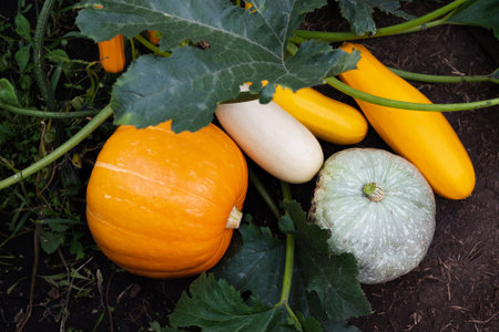 Harvest of fresh organic orange pumpkins on green lawn near flower bed of bright marigolds in...